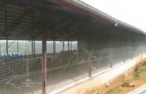 Ferme à Malulu, 123 hectares, 7.380.000$ mediacongo
